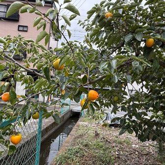 柿が実り始めました。秋ですね③