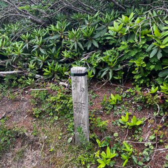 緊張の雪渓エリア攻略し、やっとこ丸森峰に戻りました