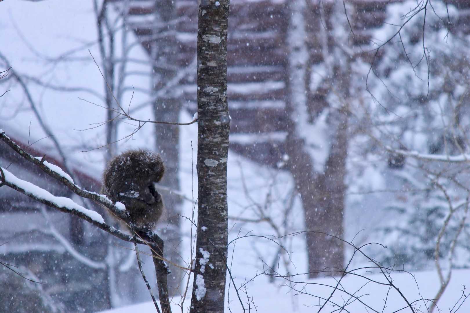 吹雪を耐えしのぎ🐒