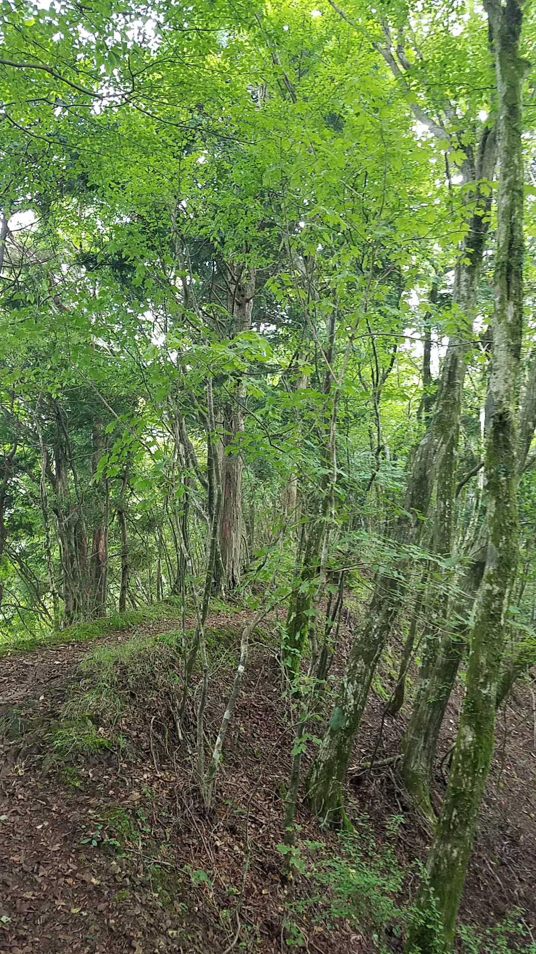 竜爪山- 竜爪山 往復コースの写真