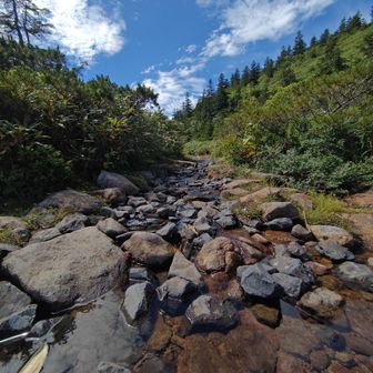 距離と高低差だけ見て、「ゆるゆる登山かな〜😗」なんて思っていましたが……甘かった…
木道あり、岩場あり、さらには登山道が沢のようになっている場所まで💦
数字以上になかなか歩き応えのある登山道でした👣
山は距離と高低差だけで判断しちゃダメですね😅