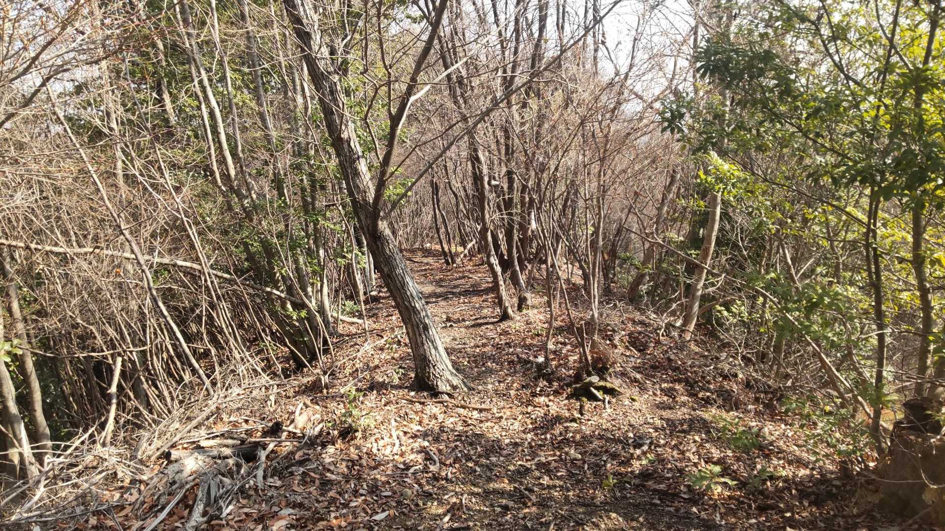 西山キャンプ場への道、初めて下りました　登りは長くてしんどい道ですけど、下りは穏やかで歩き良いです