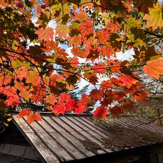 紅葉