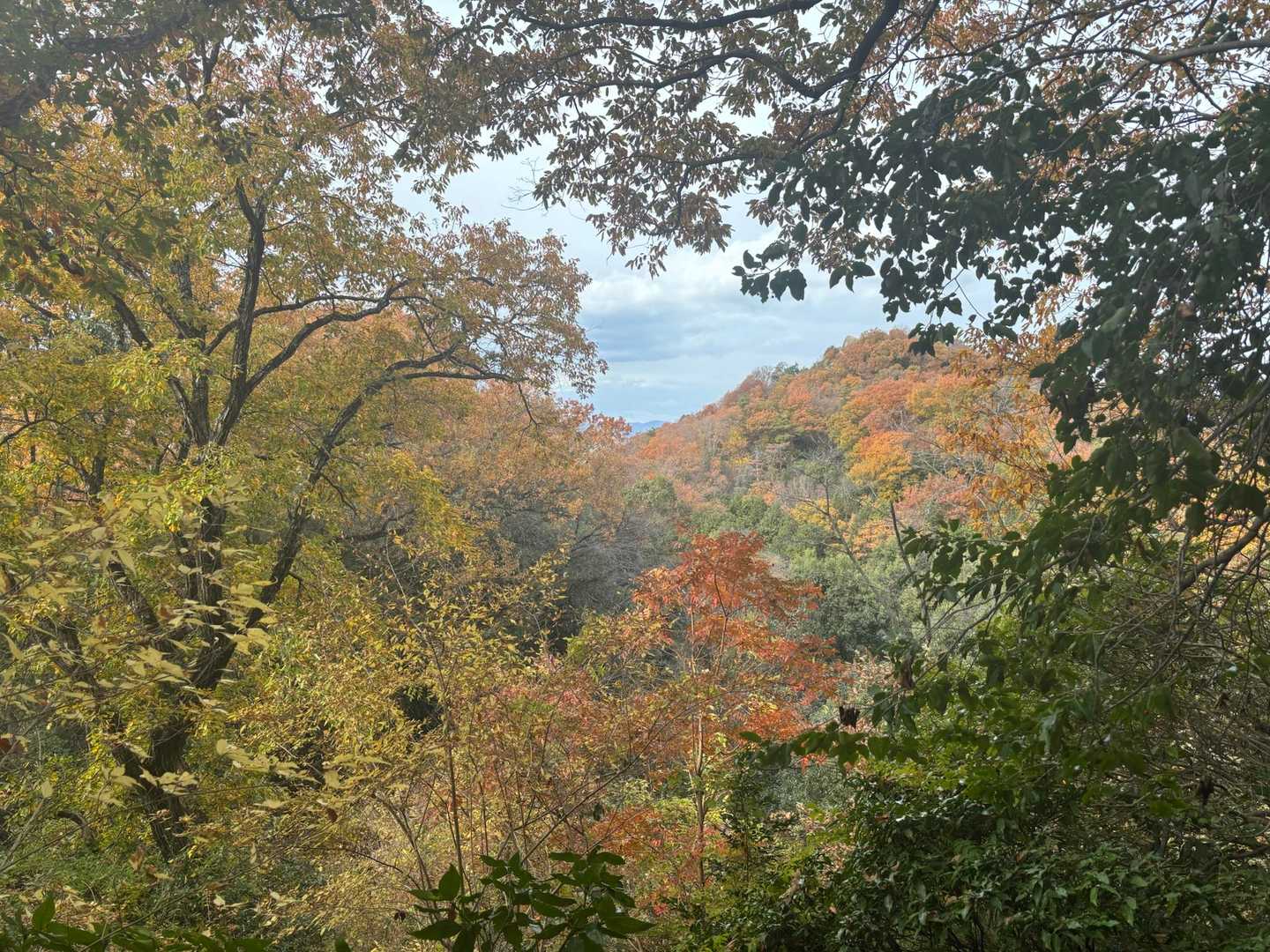 交野山登山口-交野山 三宝荒神-交野山 往復コースの写真
