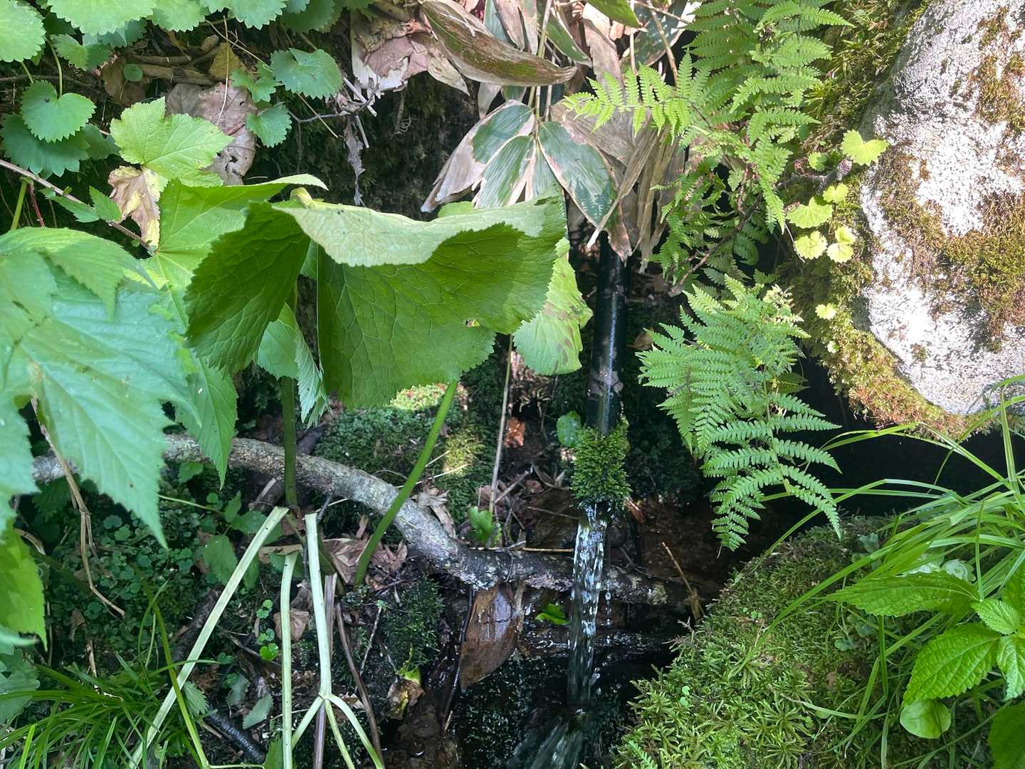 憩いの水　冷たいです