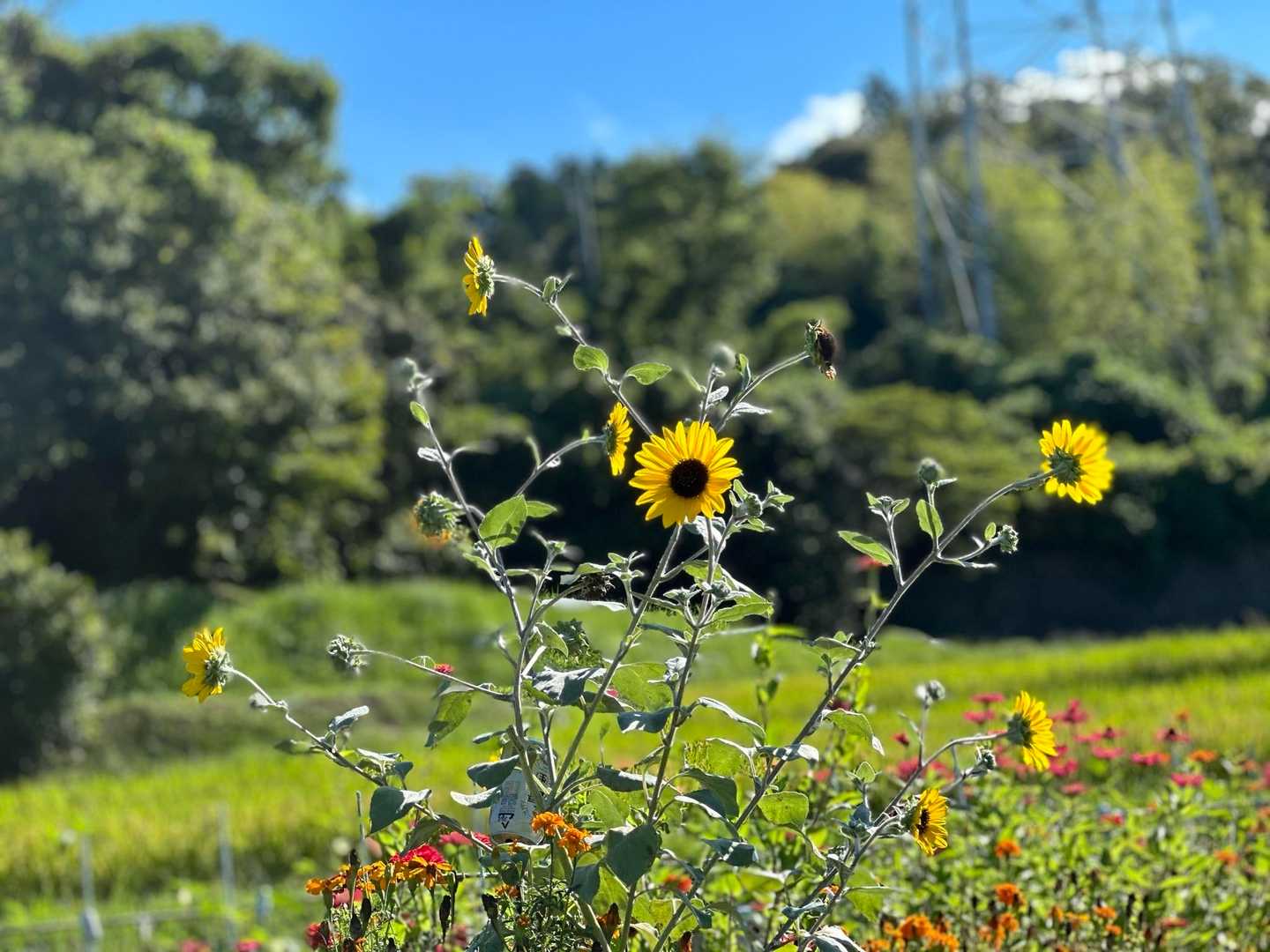 可愛い😍🌻