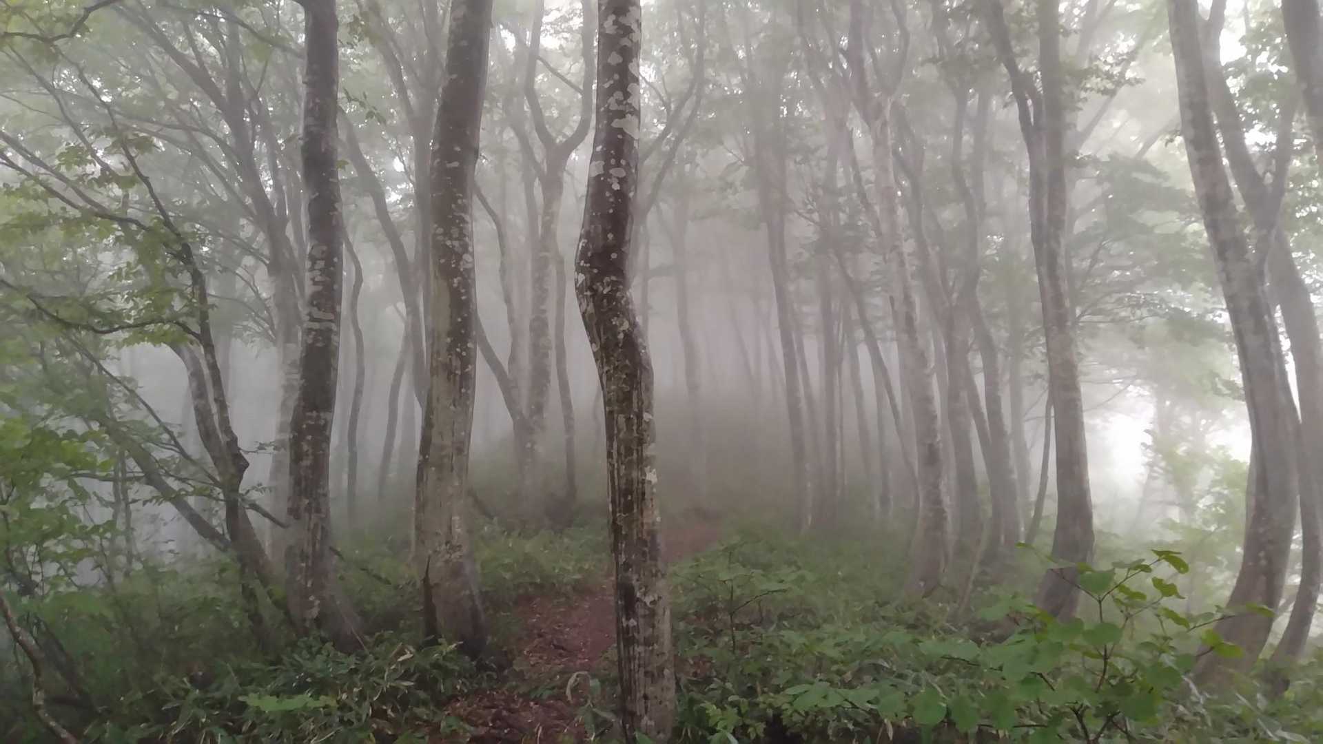やくしの杜🌿涼しい🌿