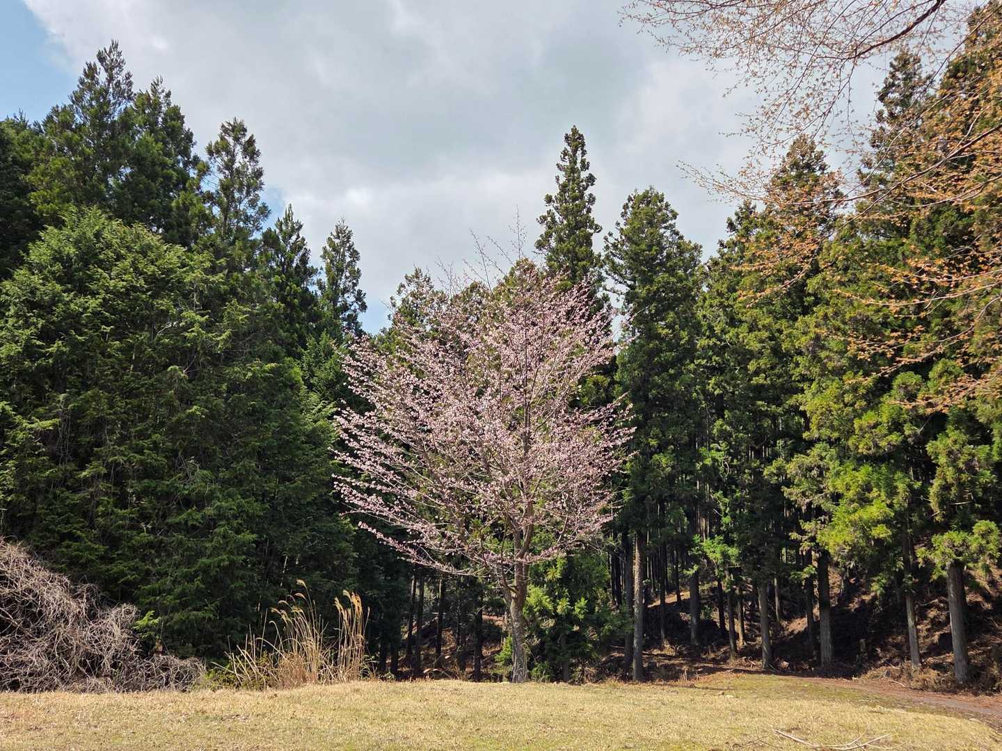 降りてきたこの辺りの桜は
散り始め