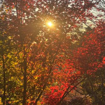 日が登りました。