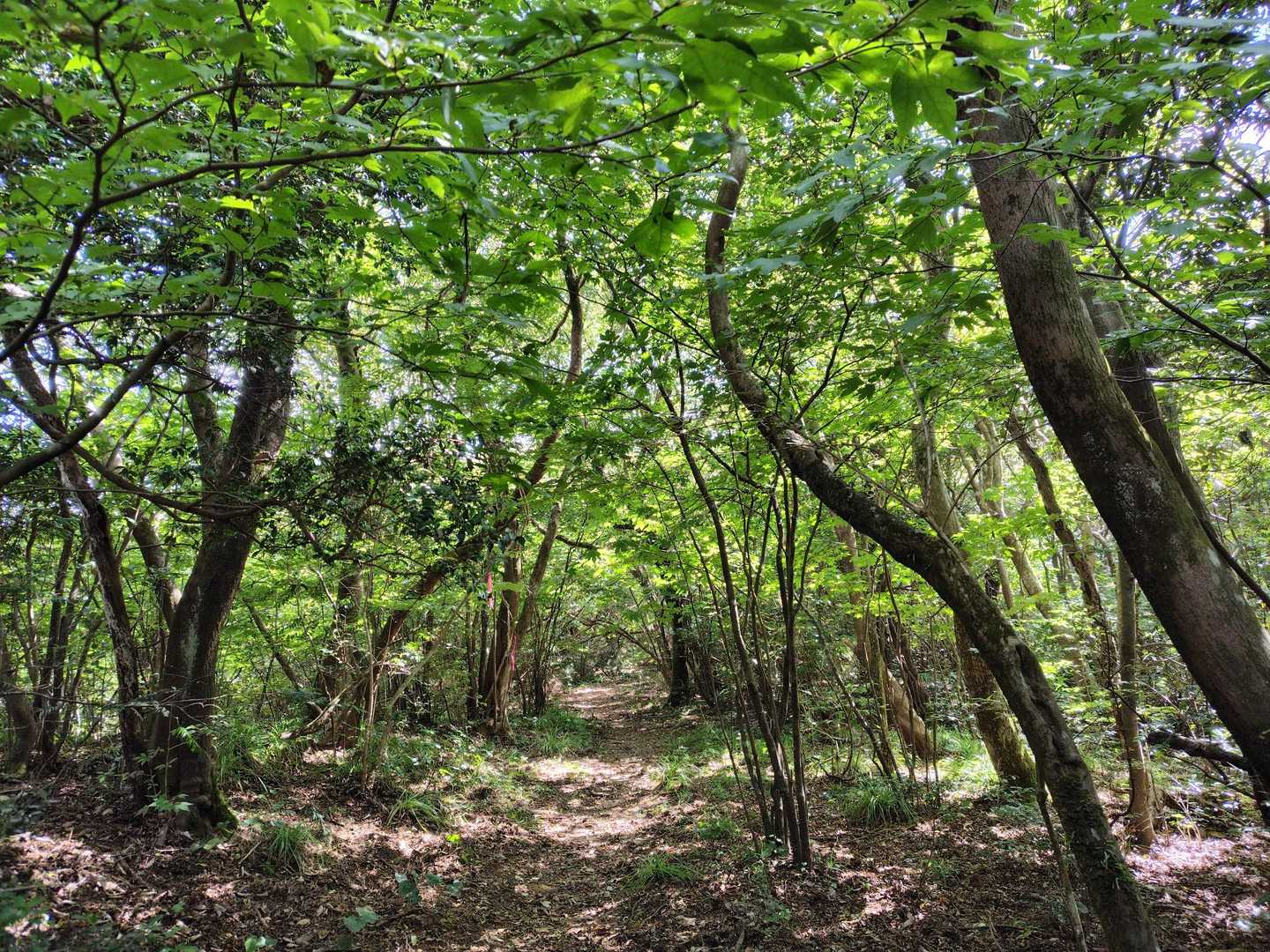 登山道は涼しくて気持ちが良いです🍃