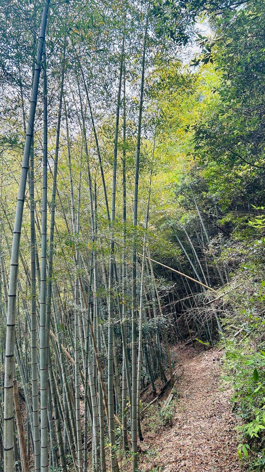 真妻山 往復コースの写真