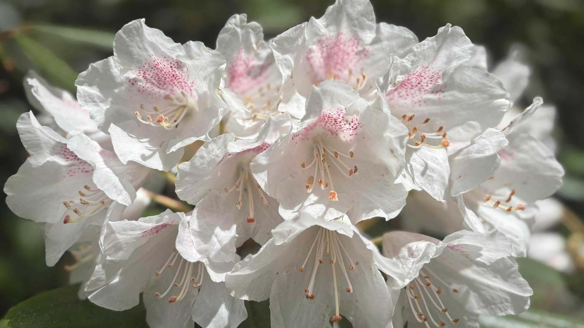 森林植物園から神戸の絶景パノラマへ