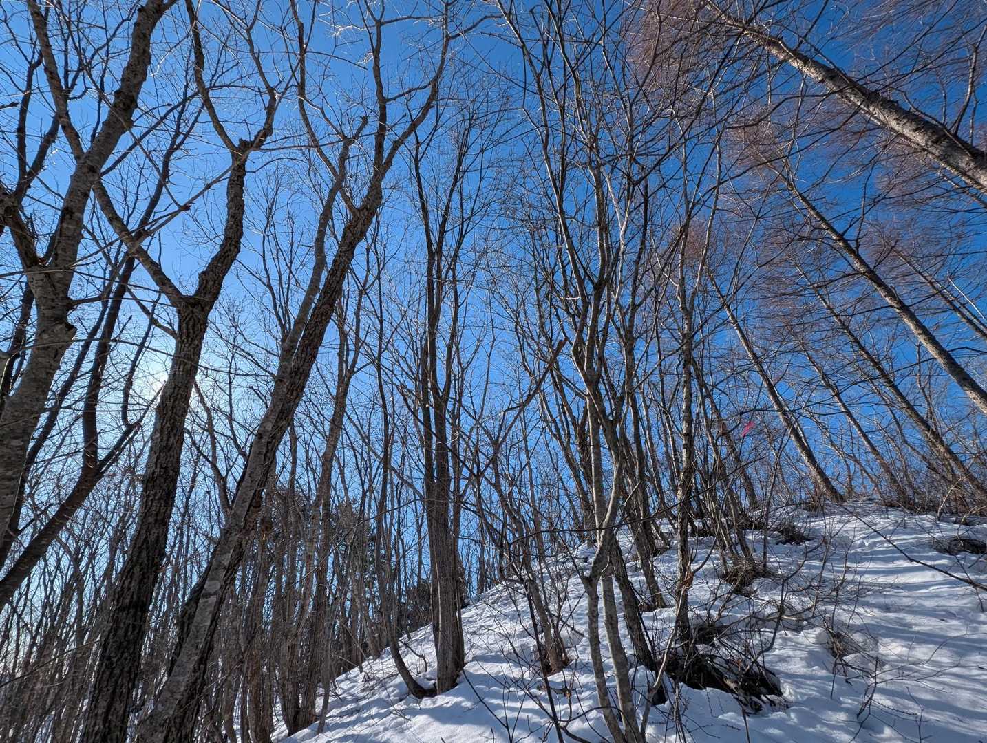 山頂付近の様子