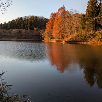 ダム湖に朝焼けに映る逆さ
メタセコイア
素晴らしい☀️🥰
早朝から胸キュン💓