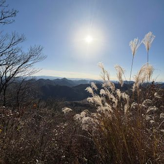 ススキもキレイ🌾
