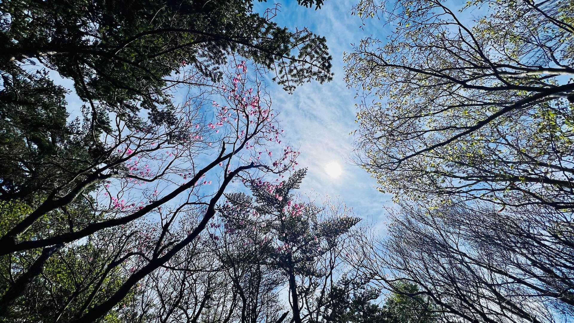 西門山-稲叢山 周回コースの写真