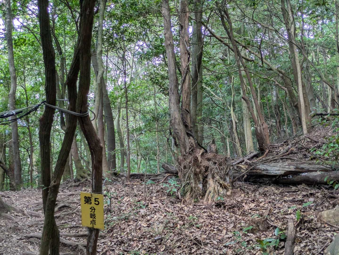 第5分岐点、まだまだ…🥵ヨタヨタ歩きです💦