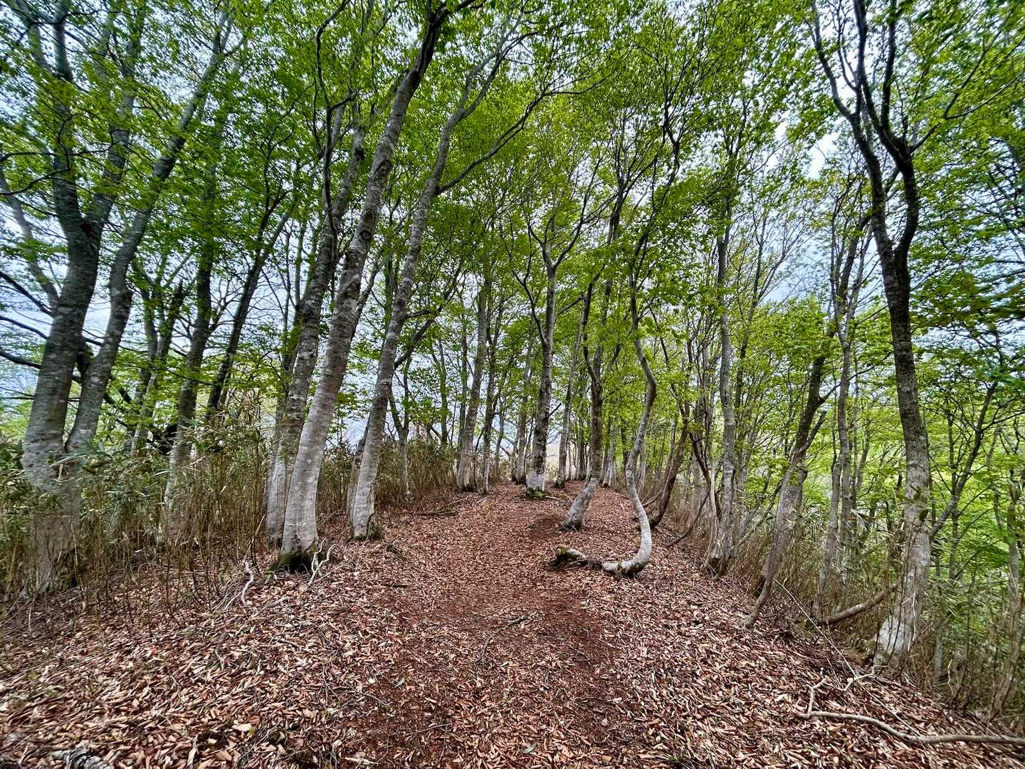 ブナ林に癒されながら下山開始。
先日の雨で滑りやすくなってるから慎重に。