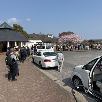 大倉バス停では大渋滞です
桜も咲きそろい人出がおおかったです
