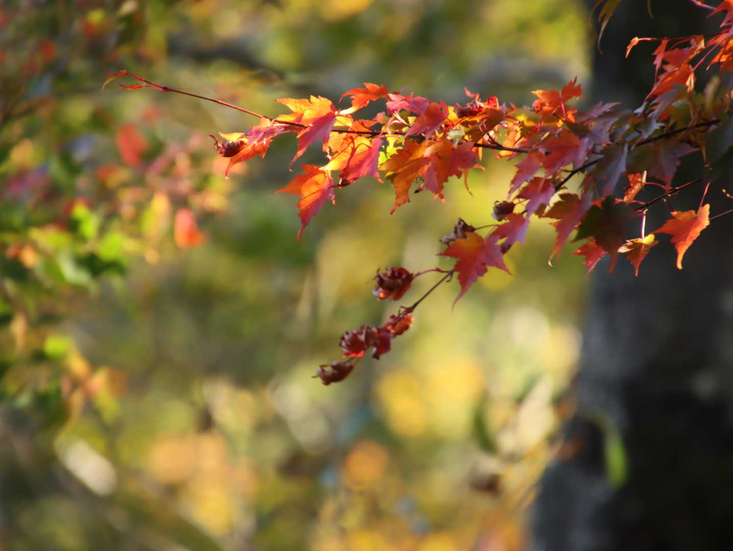 紅葉を見ながら
長く急な下りの道