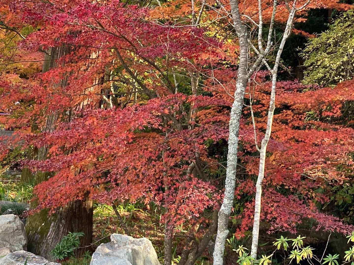 むらさき平-法多山尊永寺 往復コースの写真