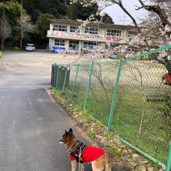 小学校と桜の木は似合いますねぇ。

アキも頑張りました。またお山に来ようね。