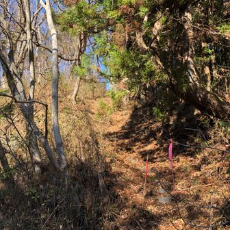 大沢峠到着😅
ここ登山口


この先どうしよう😨
登り返す？
1時間あの急登を登るの？
距離は短いって？　
嘘嘘ずっとだよ😆
薄曇りになってきた…☁️
薄暗くなりそう…😰
ソロだし…
いろいろ言い訳出てくる😆（笑）
このまま®️113を歩いて鹿狼山駐車場🅿️に戻ろう☝️