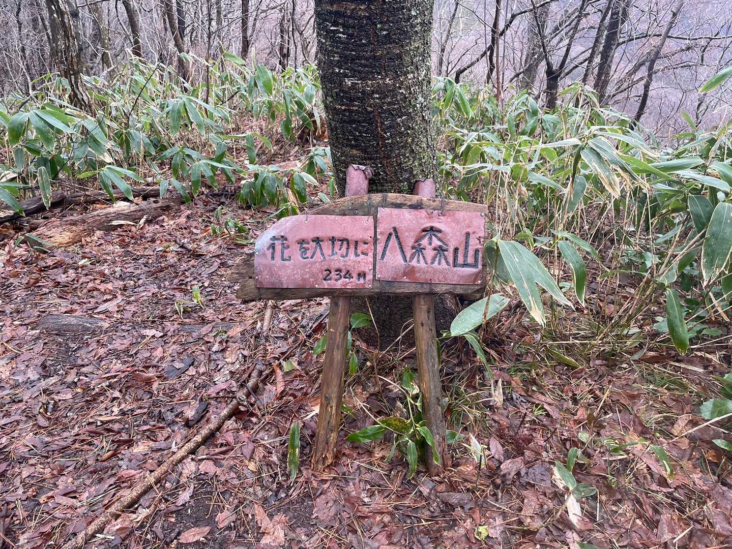 いつの間にか八森山　到着してた
この先にも雪割草の群生地があるみたい
見逃さずに行けるか心配🫤