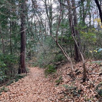 高麗峠は走れるトレイル。今日は貸切！