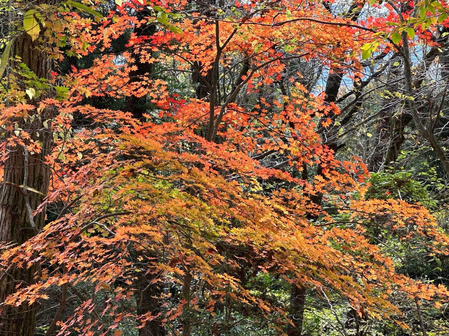 崩平山 往復コースの写真