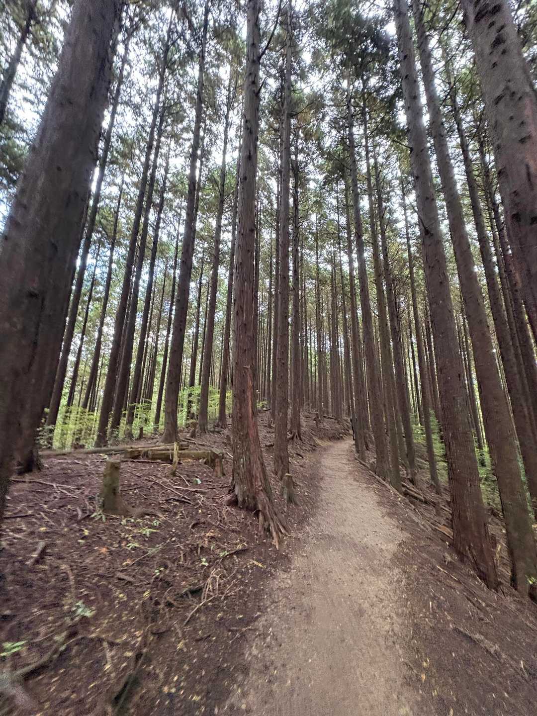 下山も歩きやすい登山道✨