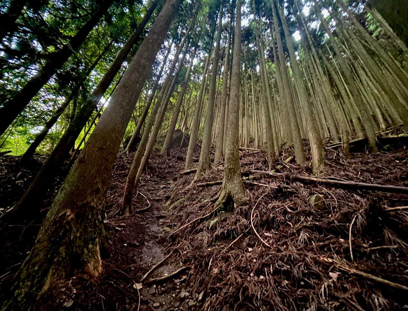 👻とか😈やら出てきそうな薄暗いつづら折りの
樹林帯🌲を⤴️