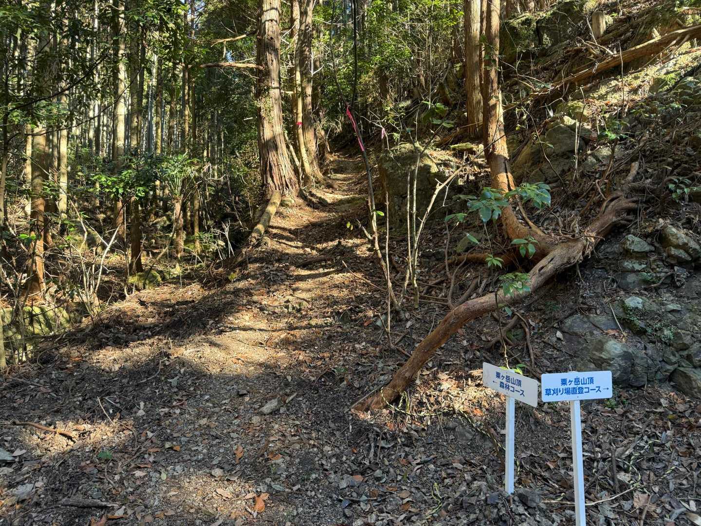 途中から森林コースを通って山頂を目指します。