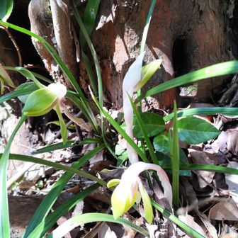 👀20輪以上案内💁‍♂️を終え🤗　　　　　　　　　　　　　　　　　　　　　　　
境内へ戻り　　　　　　　　　　　　　　　　　　　　　　　　　　　　　　　　　　　　　　　　　　　　
皆さんお先に👋　　　　　　　
西の峰経由で下山