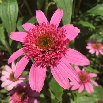 echinacea