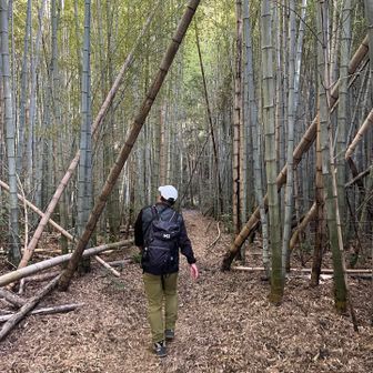 ちょっと荒れてる竹林
