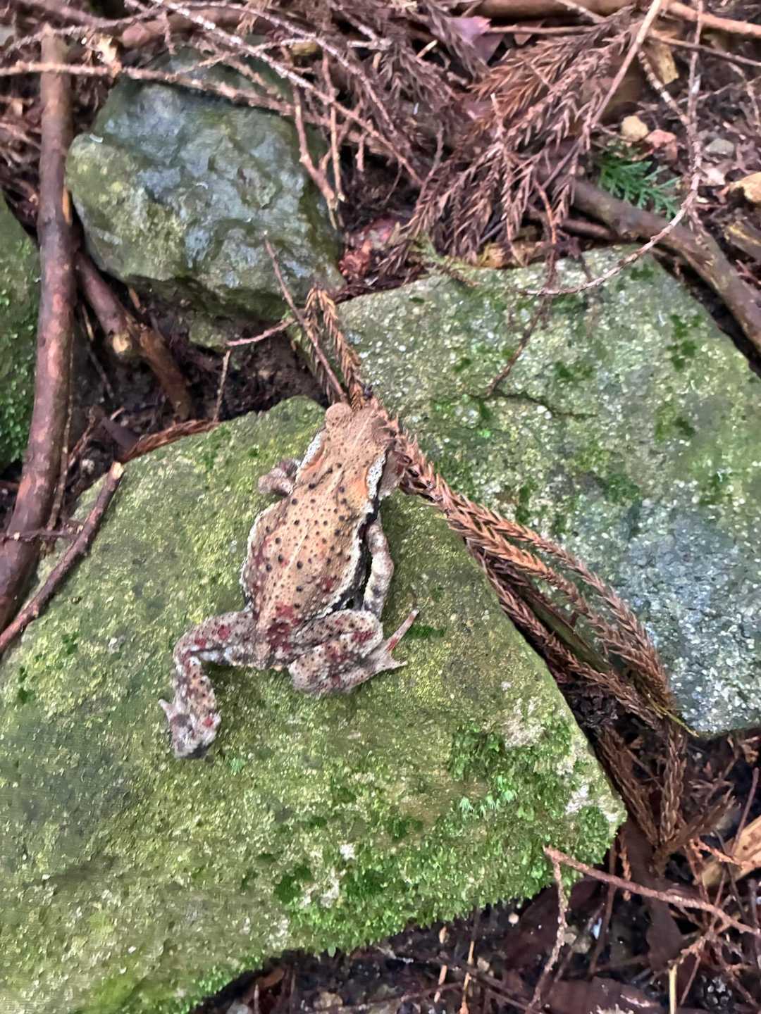 今日は一日、楽しませてもらえるくらいの🐸に出会えました🎵