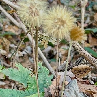 センボンヤリ（千本槍)
       キク科センボンヤリ属