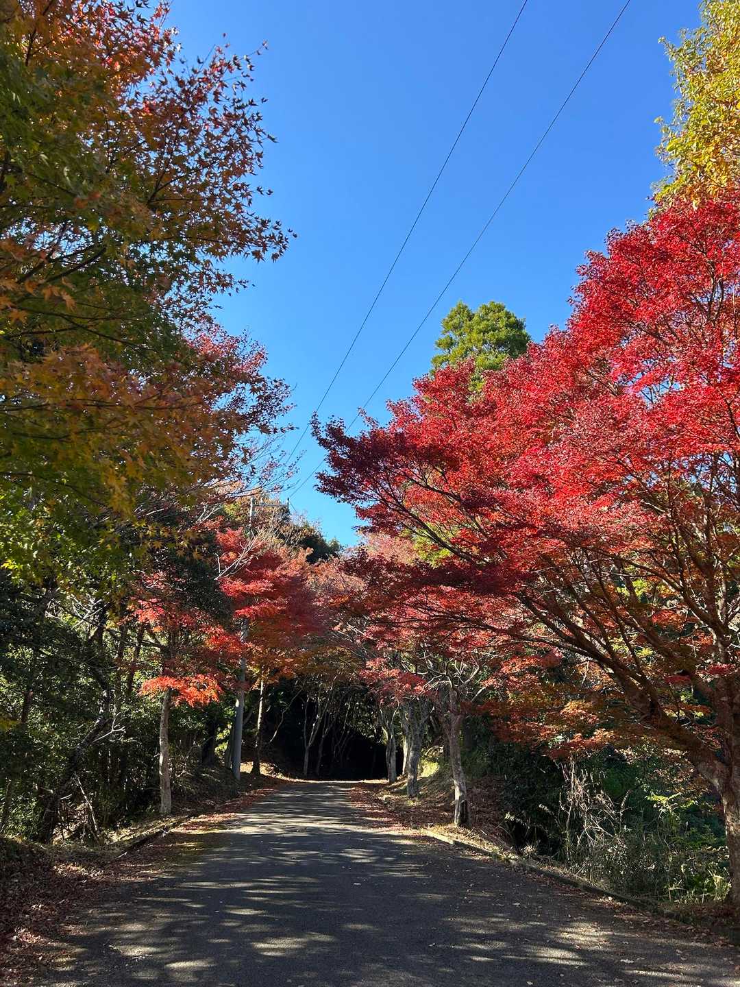 旧日高邸宅跡-大福山 周回コースの写真