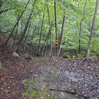 やっと林道が終了
本格的な登山道へ