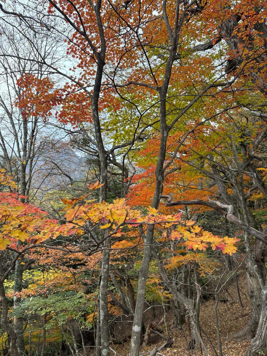 十二が岳と紅葉🍁