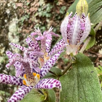 ホトトギスの花らしい
