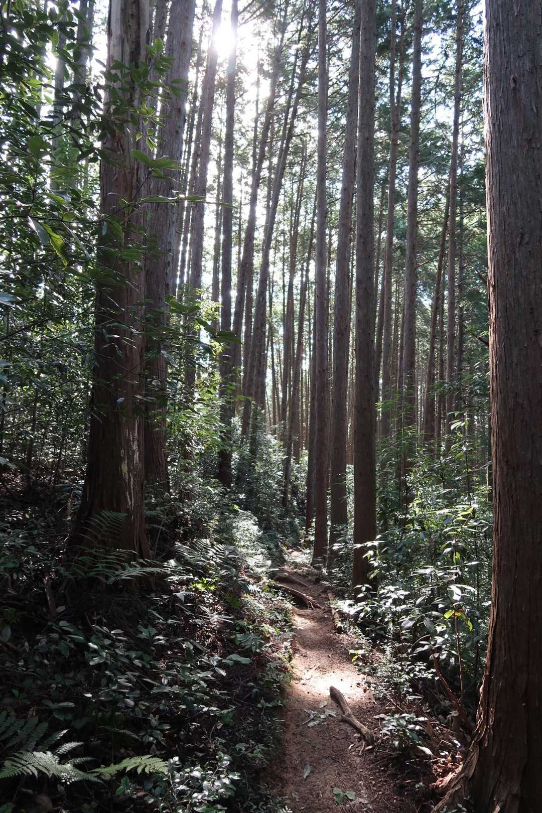 東吾野駅-橋本山-ユガテ-福徳寺登山口 周回コースの写真