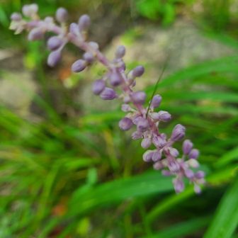 涼やか