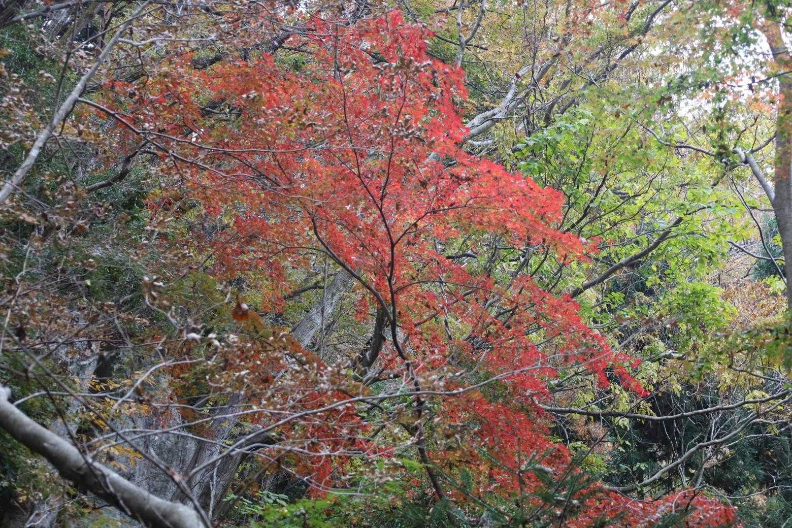 🍁