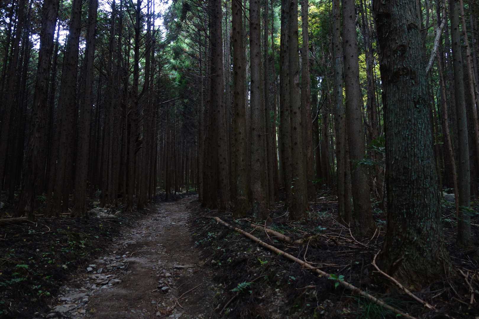静かなスギ林をてくてくと進みます。