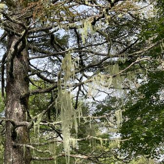 霧の多い所の植物
