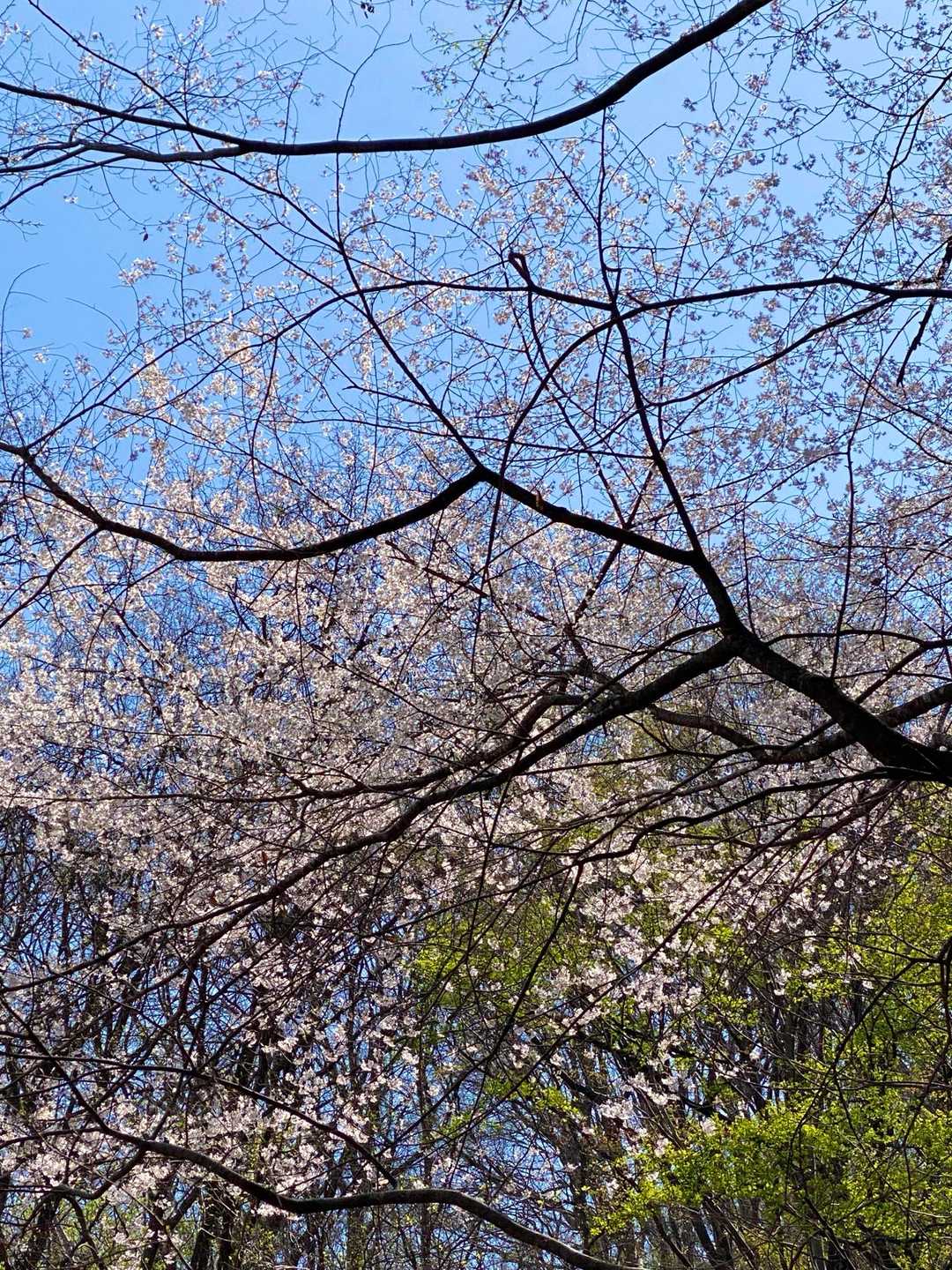 時々、桜の木が見えます。素敵ですね。