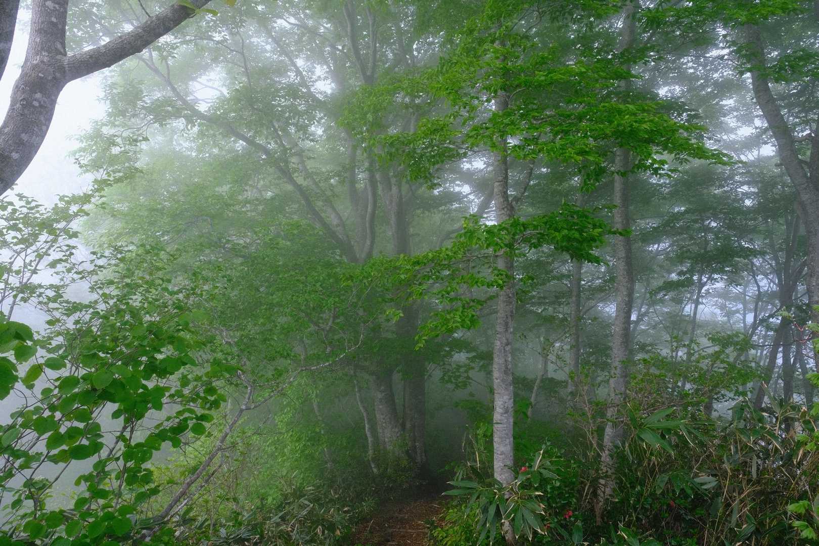 下山時には雲の中に
幻想的