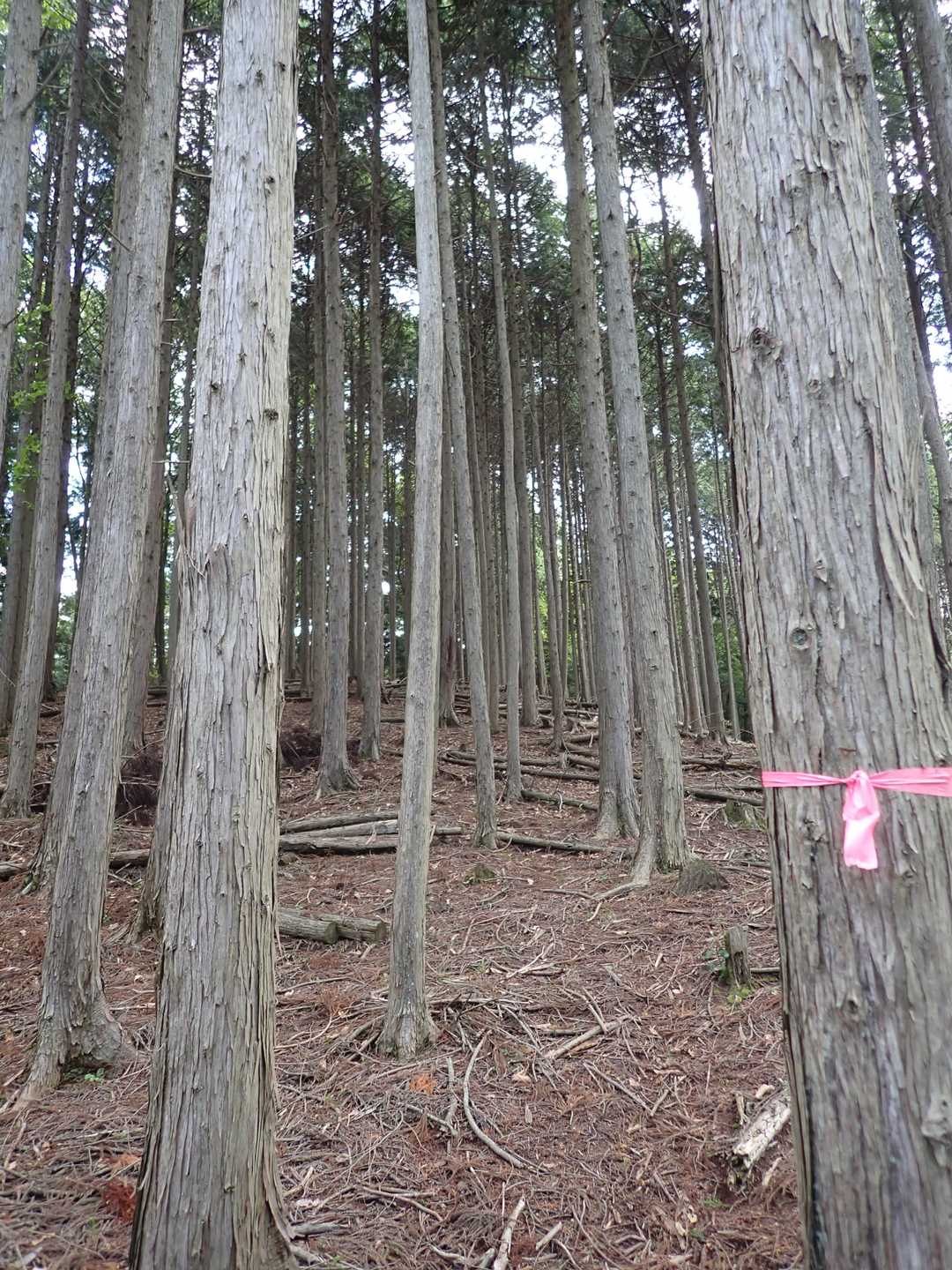 テープがあって